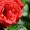 Rose with Selective Focus