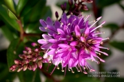 Spring flowers