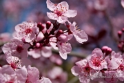 Spring plum blossoms