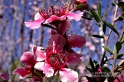 Flowering New Zealand Ice Tea