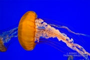 Jellyfish in Monterey