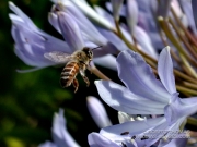 Honey bee