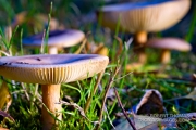 Mystical mushrooms