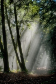 _DFX2390_HDR-color-1-soft-focus-flattened_cleaned-up_756x1140_Q80