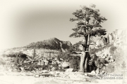 Antique wilderness