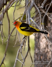 Male Saffron Finch