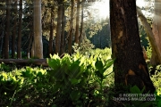 Morning sunbeams in the forest